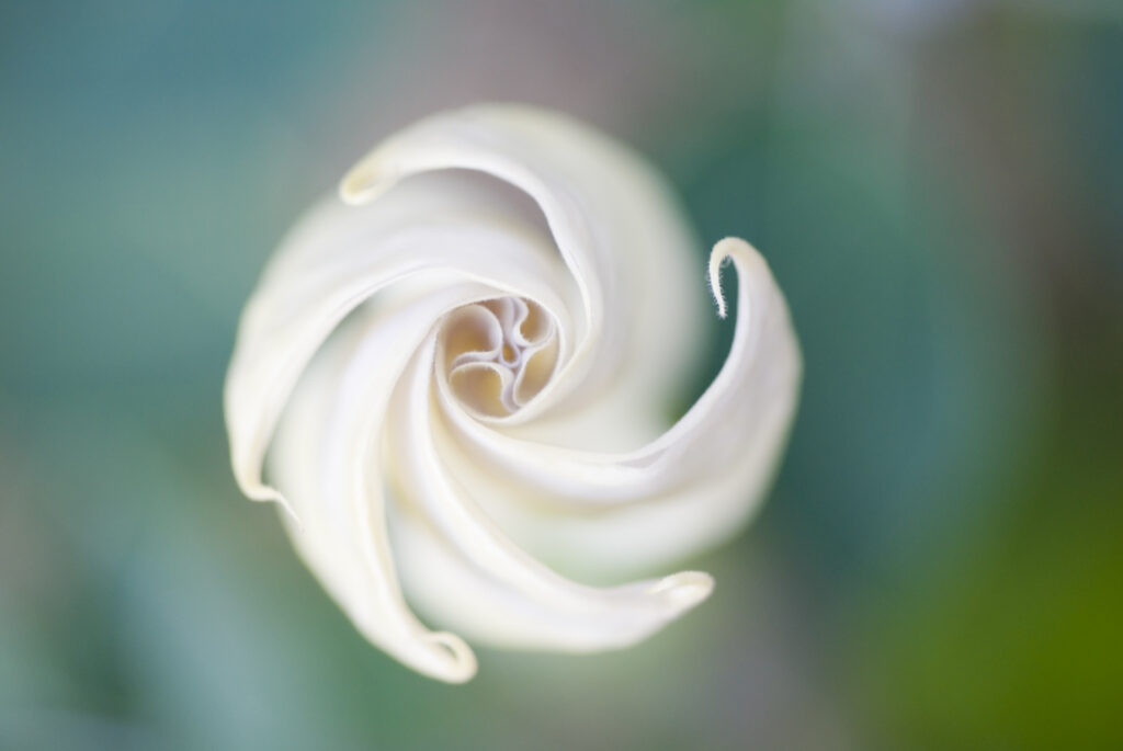 The sprialed tip of a moonflower blossom shot with a narrow depth of field